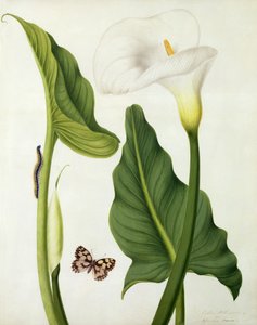 Calla Aethiopica con farfalla e bruco